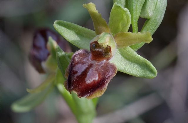Ophrys della sezione Araniferae